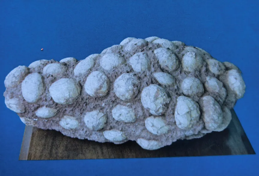 Large cluster of fossilized dinosaur eggs on display