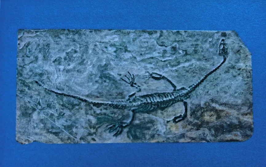 Keichousaurus fossil preserved in rectangular stone slab