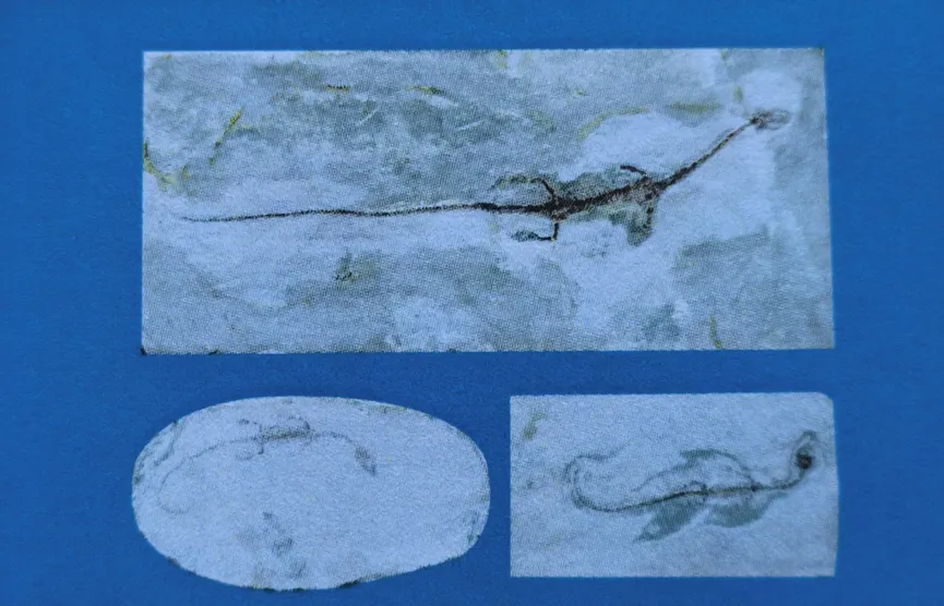 Three small reptile fossils preserved in stone slabs