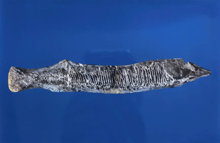 Long fish fossil with visible ribs and spine