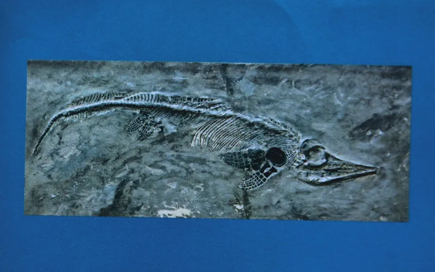 Ichthyosaur fossil preserved in rectangular stone slab