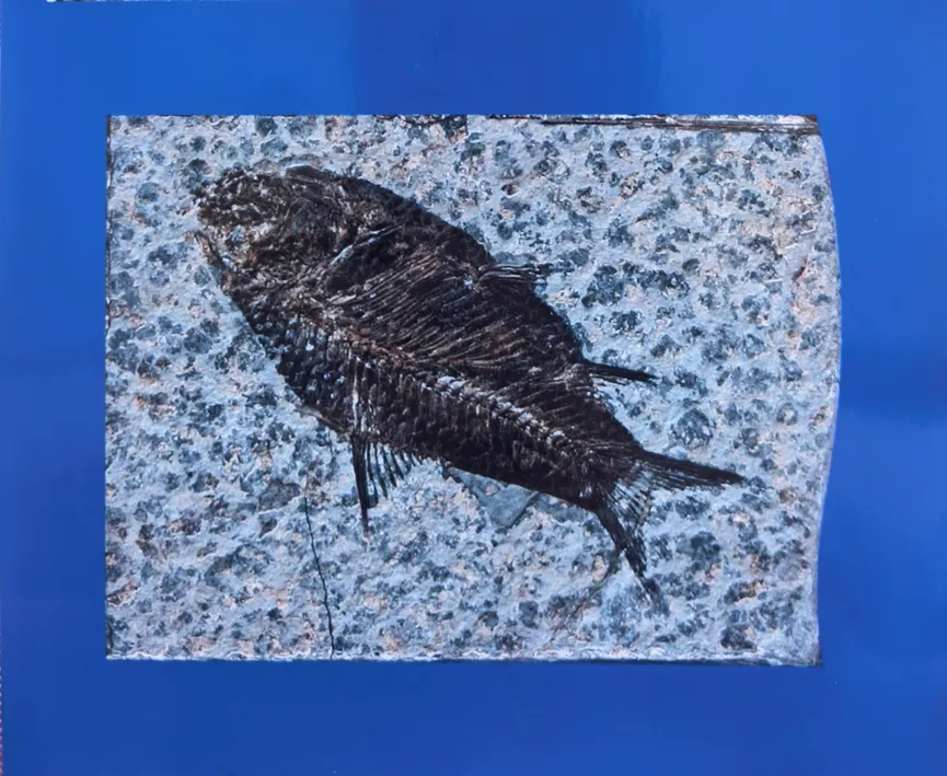 Lepidotes fish fossil embedded in textured stone