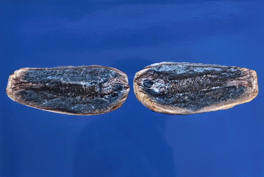 Two halves of a split fish fossil nodule