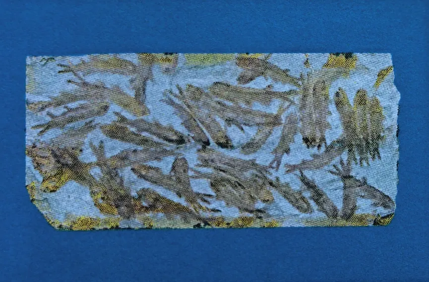 Stone slab containing multiple Lycoptera fish fossils
