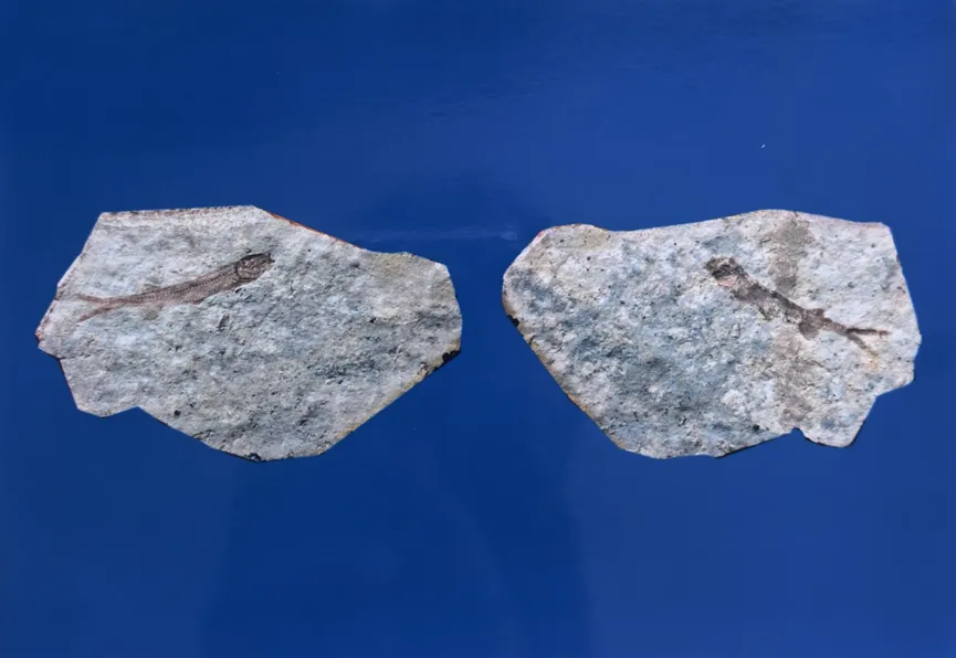 Two small stone slabs each with a fish fossil