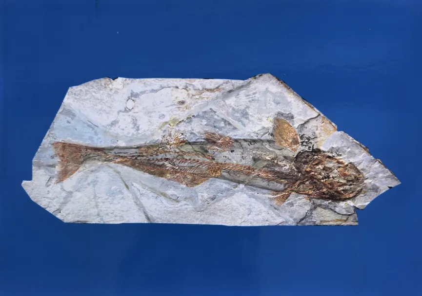 Chinese sturgeon fossil preserved in light grey stone