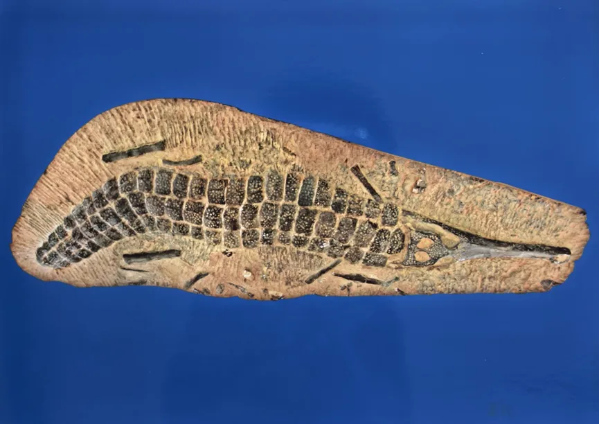 Crocodile fossil showing scutes and skull structure