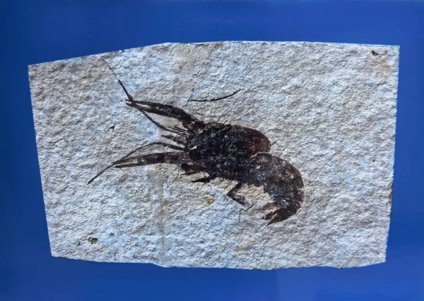 Lobster fossil preserved in light-colored stone slab