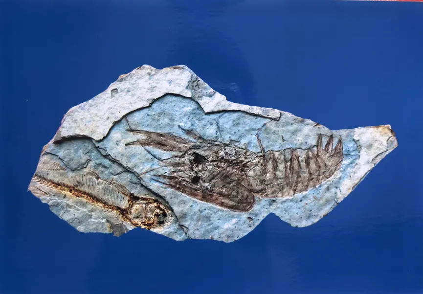 Detailed lobster fossil embedded in blue-grey stone