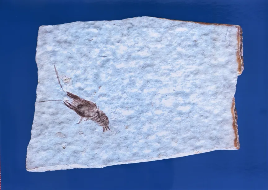 Small shrimp fossil preserved in light grey stone