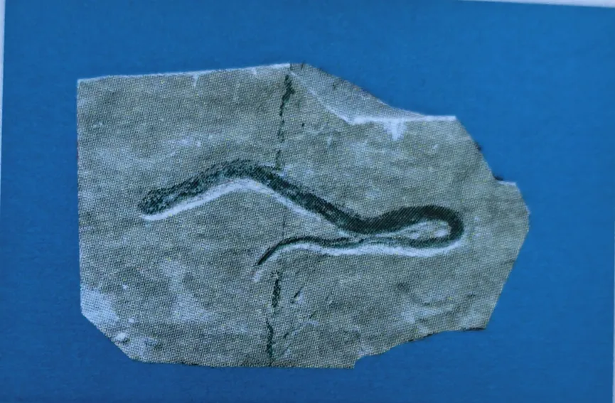 Snake fossil showing curved spine in stone slab