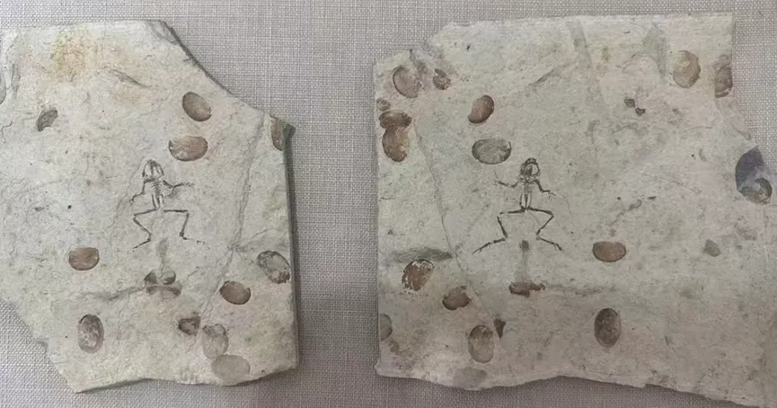 Two stone slabs each containing a frog fossil