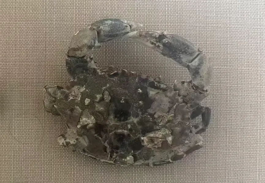 Fossilized crab showing carapace and claws
