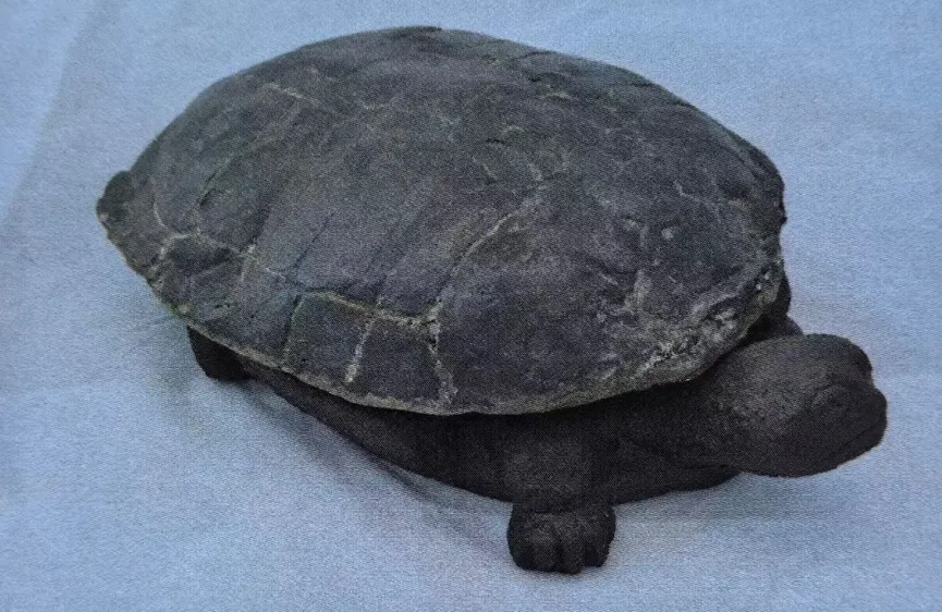 Three-dimensional tortoise fossil with shell and head