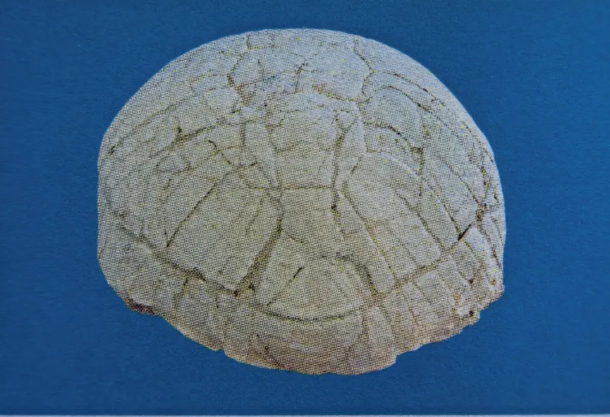 Light-colored fossilized turtle shell showing scute patterns