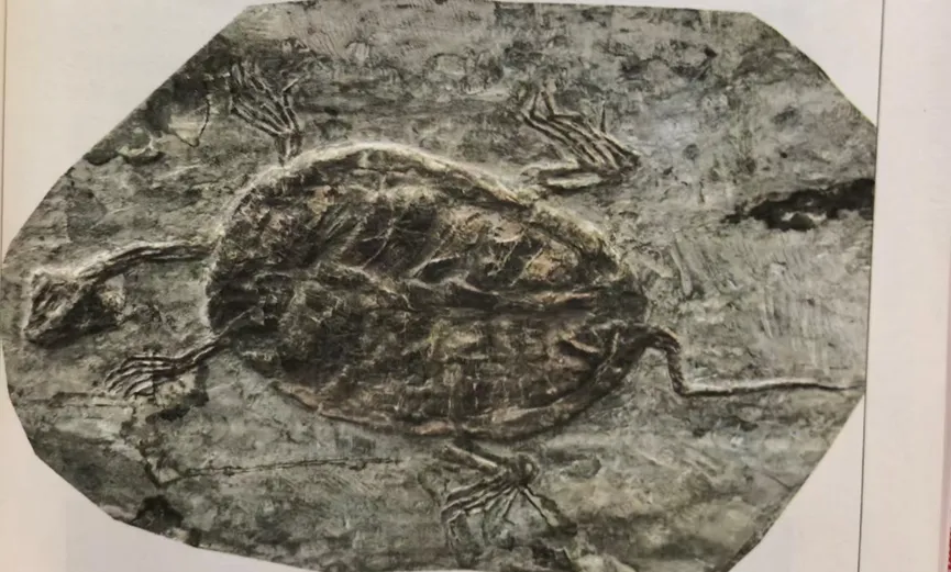 Manchurian turtle fossil preserved in stone slab