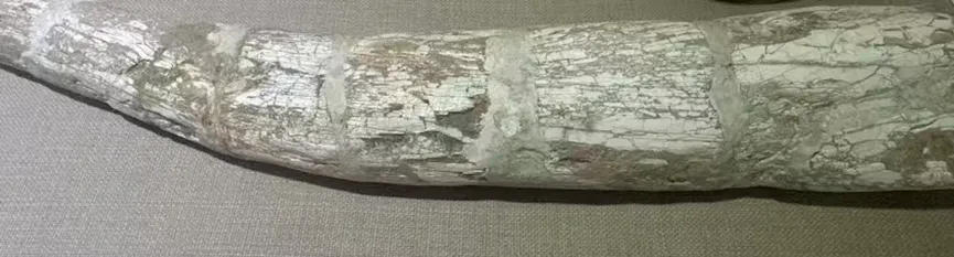 Long, curved ivory fossil with textured surface