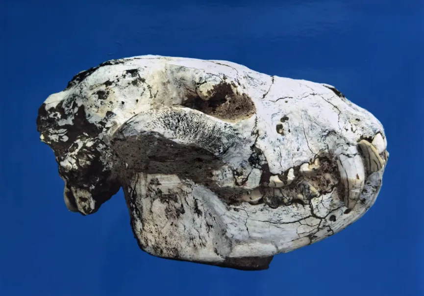 Saber-toothed tiger skull fossil with large canine teeth