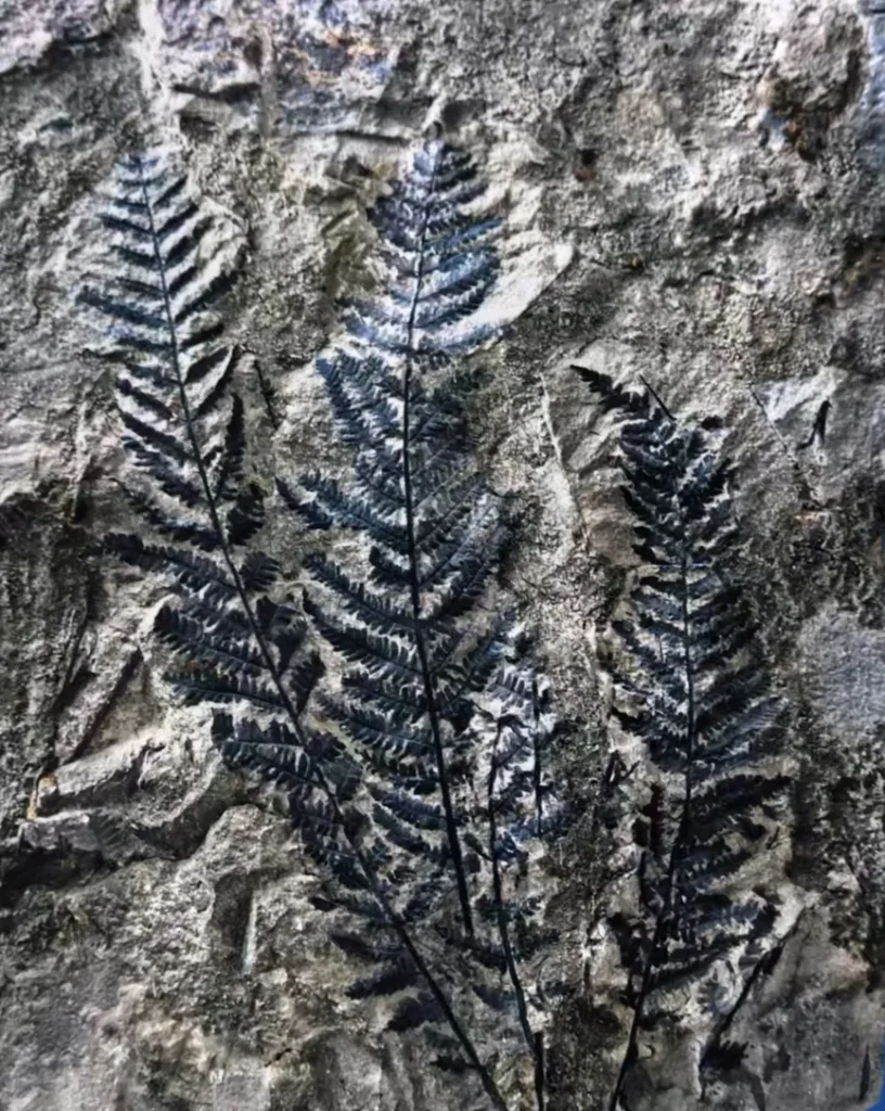 Fern plant fossil preserved in textured stone