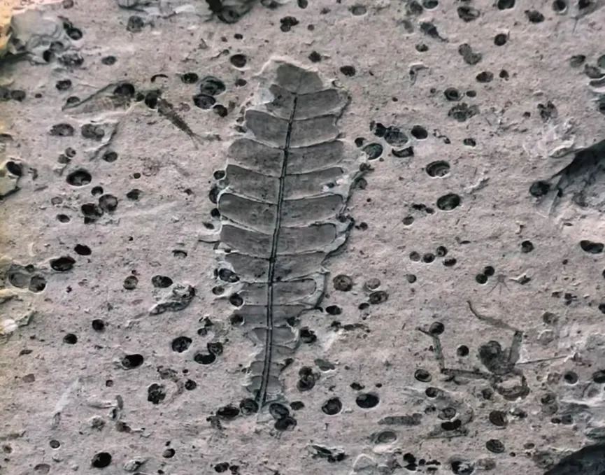 Single leaf fossil preserved in light grey stone