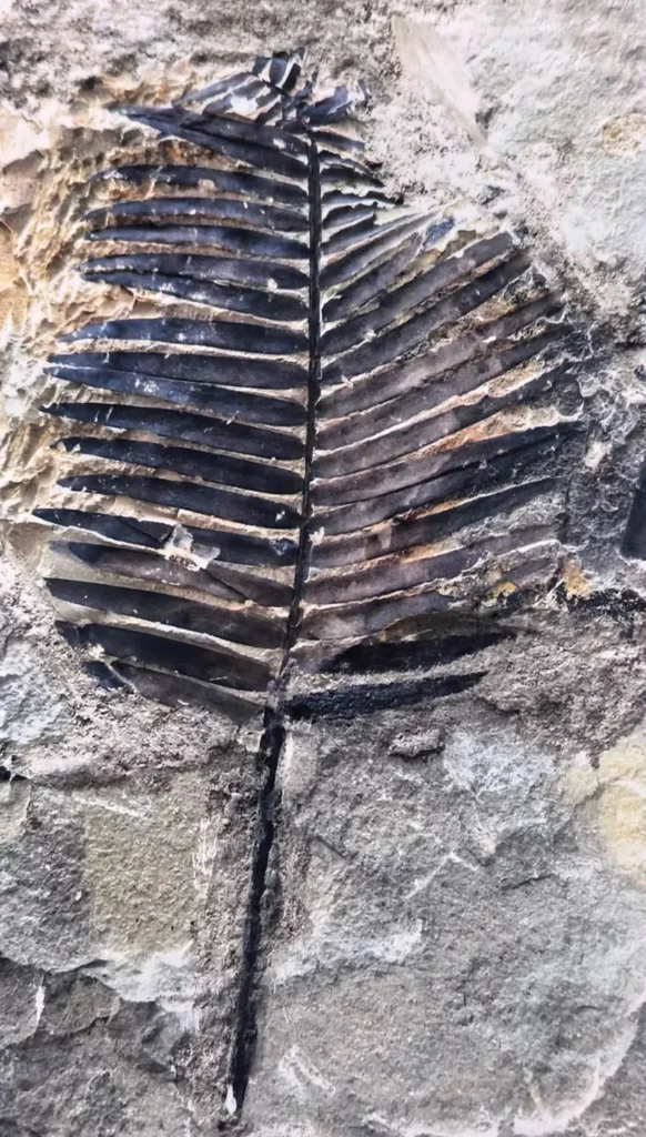 Large palm-like leaf fossil in stone slab