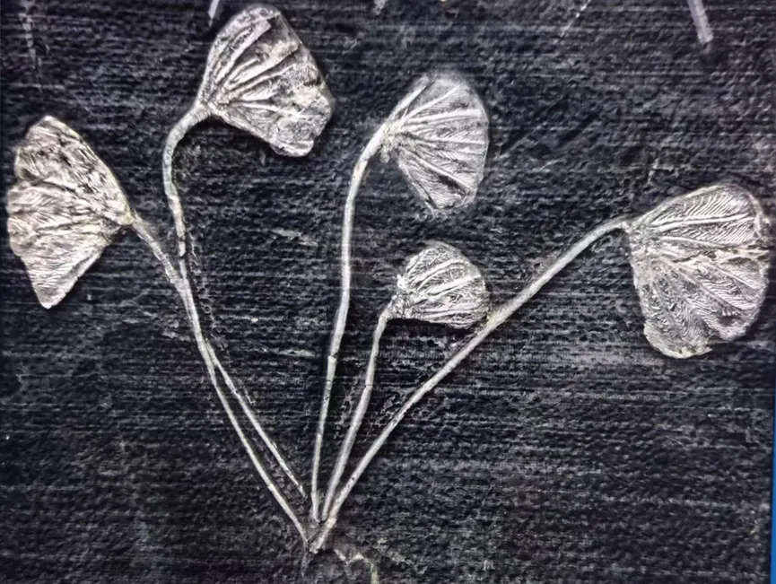 Crinoid fossil showing multiple stems and calyxes