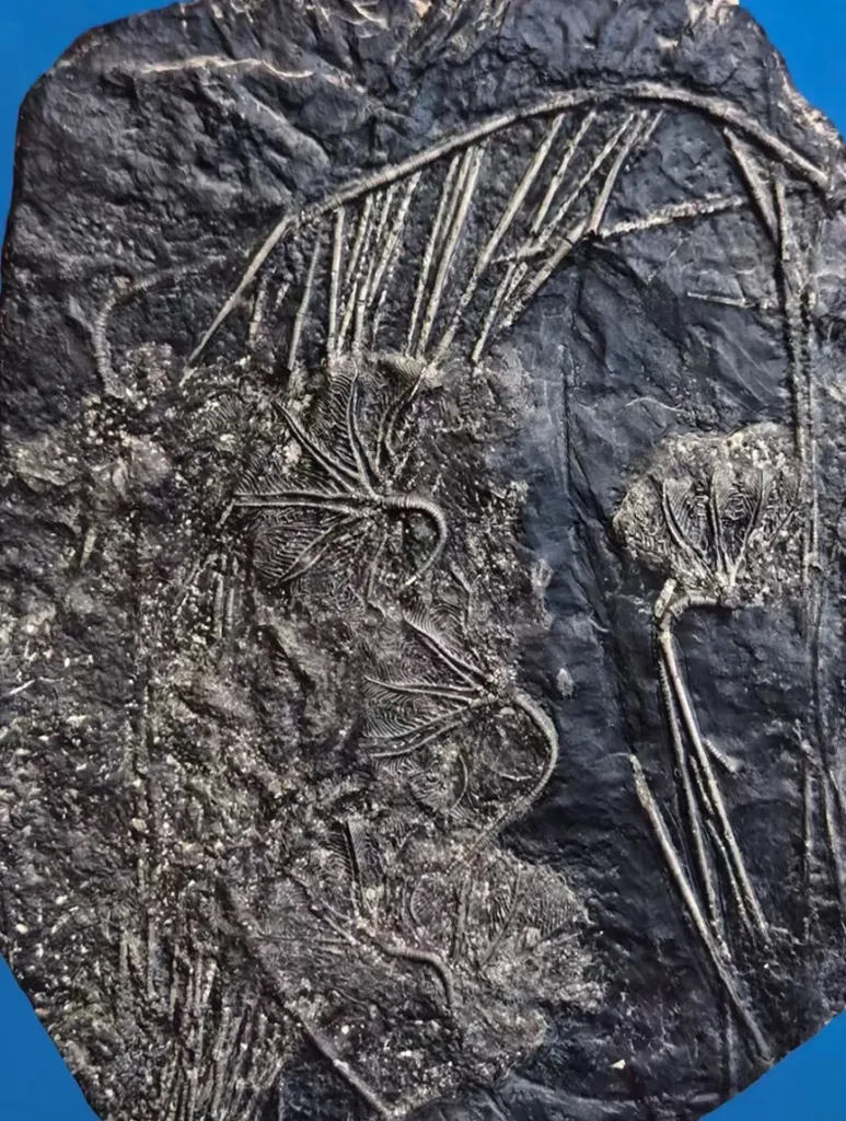 Complex crinoid fossil with feathery arms in dark stone