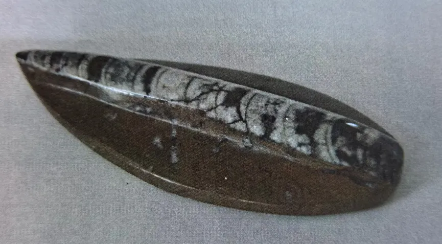 Polished Sinoceras fossil showing internal chamber structure