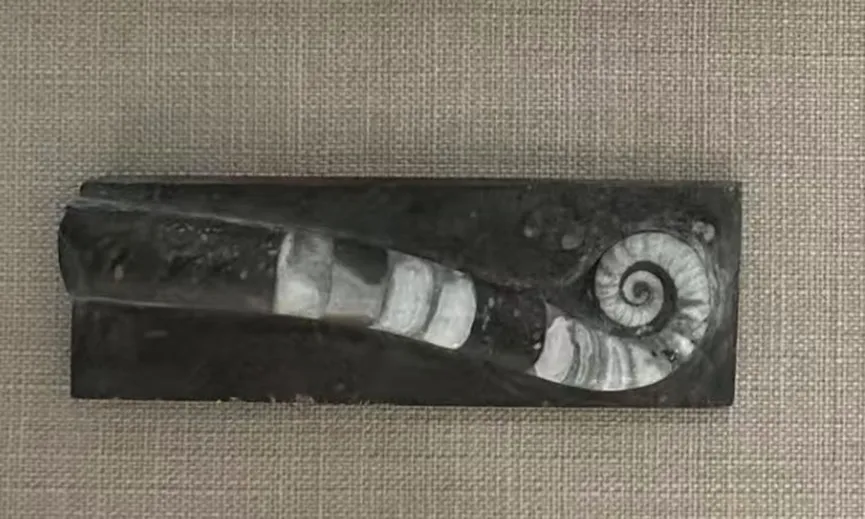 Curved Sinoceras fossil embedded in rectangular stone block