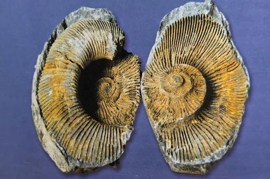 Two halves of a split ammonite fossil nodule