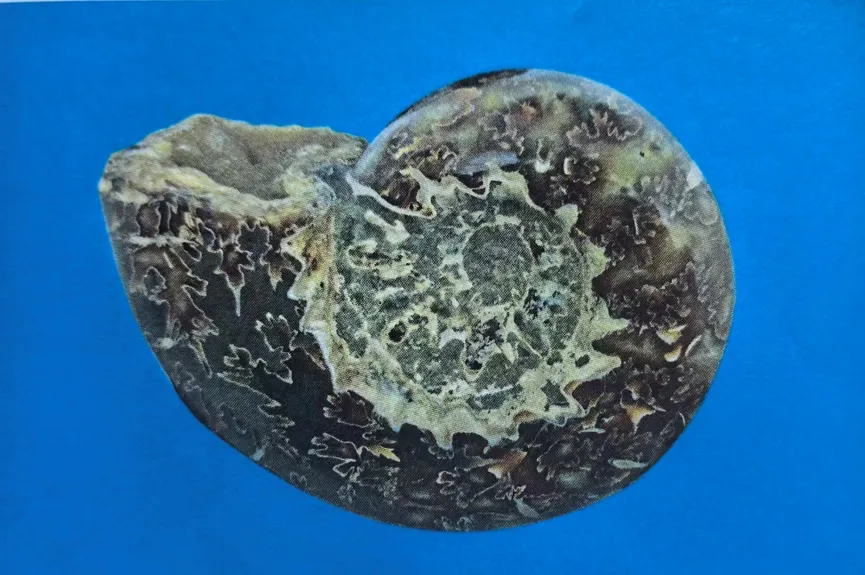 Polished ammonite fossil showing intricate suture patterns