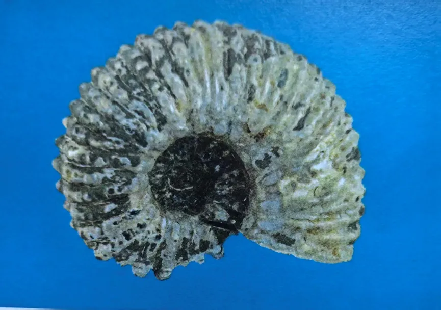 Ammonite fossil with prominent ribs and spiral shape