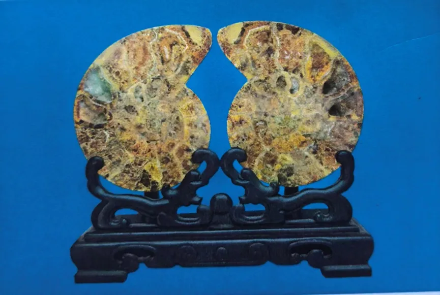 Two polished ammonite halves displayed on wooden stand