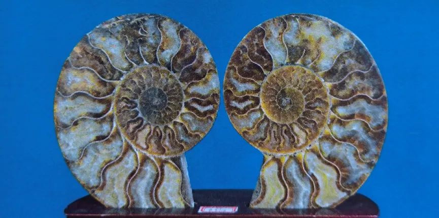 Two polished ammonite halves showing internal chambers