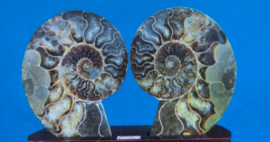 Two polished ammonite halves with dark mineral fillings