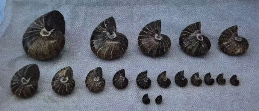 Collection of various sized ammonite fossils arranged in rows