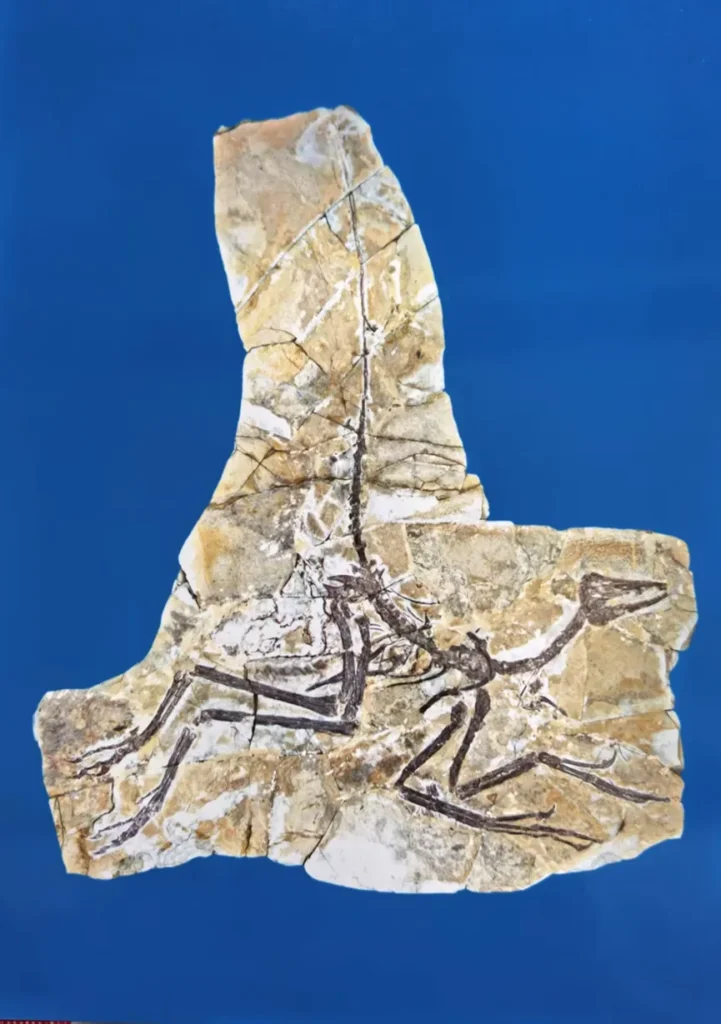 Confuciusornis bird fossil preserved in light stone slab
