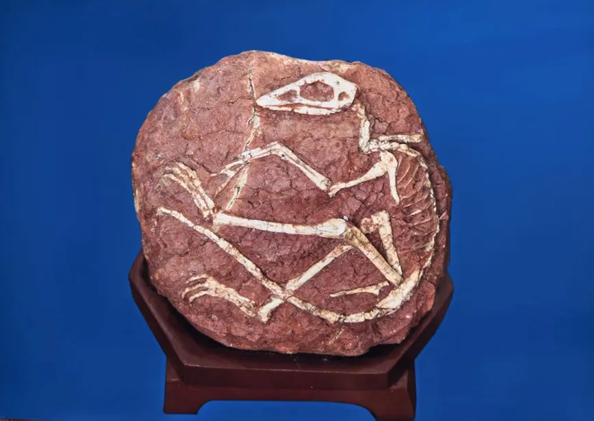 Bird fossil preserved in a round reddish stone nodule