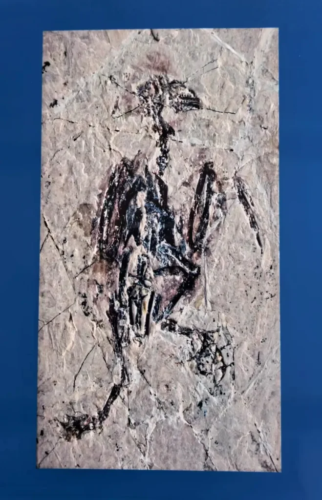 Bird fossil with visible feathers preserved in stone