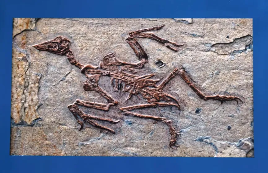 Microraptor fossil showing skeleton and feather impressions
