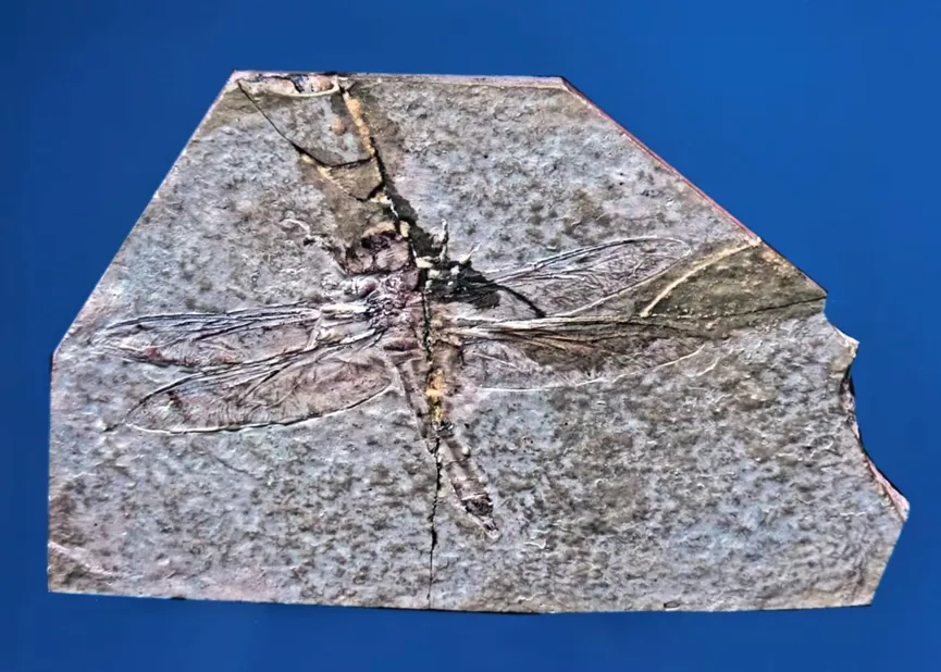 Dragonfly fossil with outstretched wings in stone slab