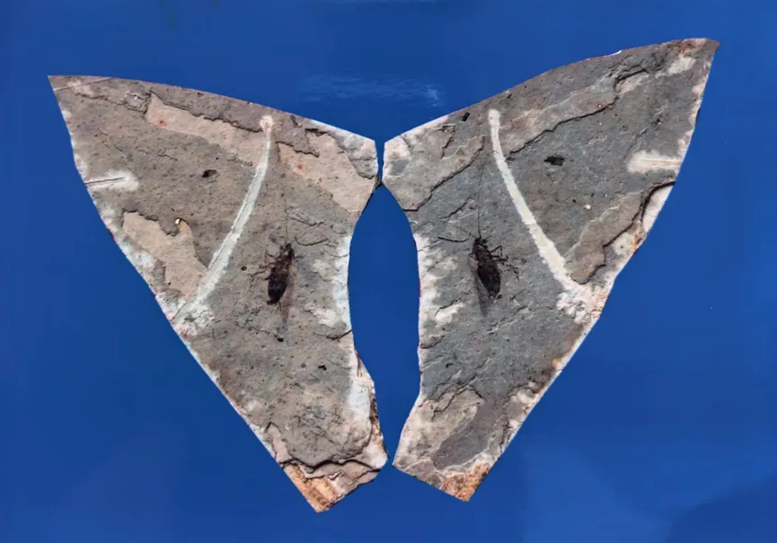 Two halves of a split stone nodule with insect fossil