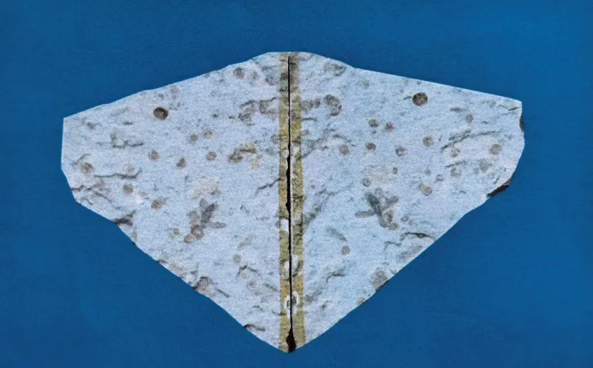Two halves of a split stone with multiple small fossils