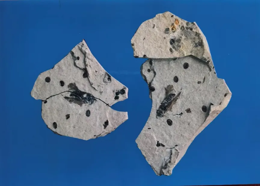 Two irregular stone slabs with insect and plant fossils