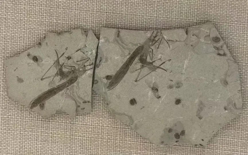 Two stone slabs each containing a large insect fossil