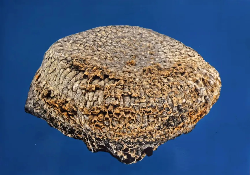 Honeycomb fossil showing hexagonal cell structure