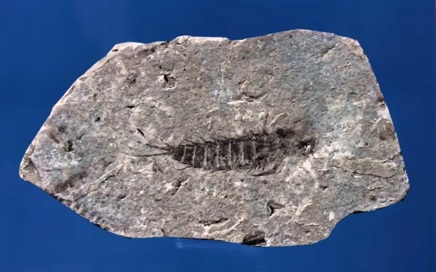 Insect fossil preserved in light grey stone slab