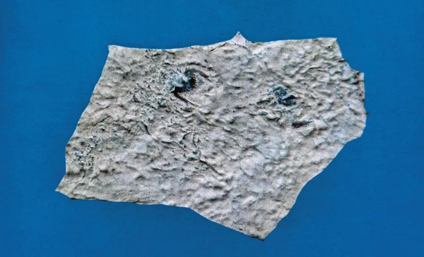 Insect fossil preserved in light-colored stone slab