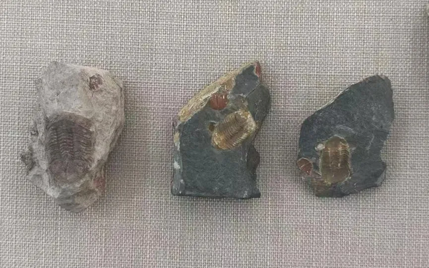 Three small trilobite fossils preserved in stone pieces