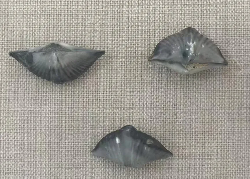 Three swallow stone shell fossils resembling flying birds